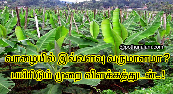 banana cultivation in tamil