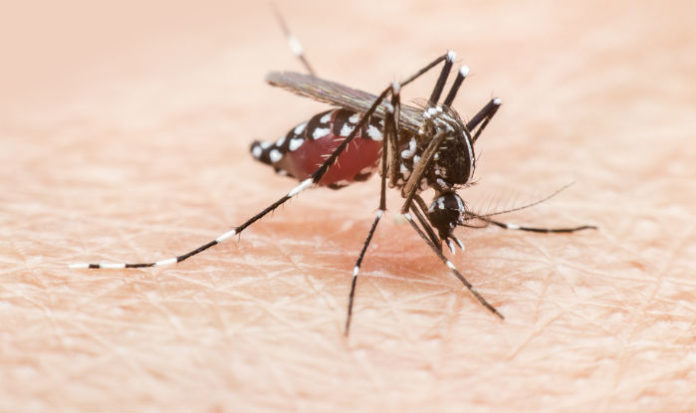 Dengue fever in tamil