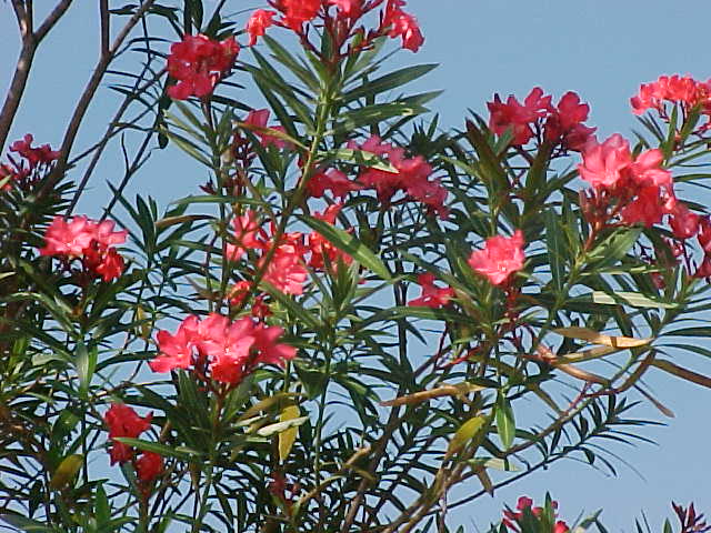 arali flower