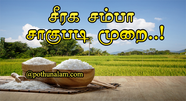 Seeraga Samba Rice Cultivation