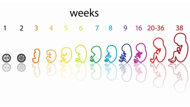 Fetal Development Week by Week in tamil