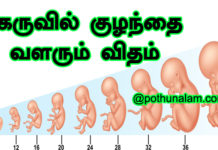 Fetal Development Week by Week in tamil