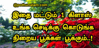 Rose Plant Care in Tamil