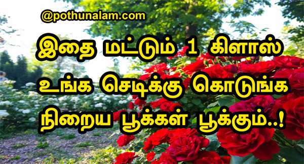 Rose Plant Care in Tamil