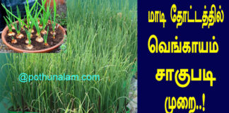 onion cultivation in tamil