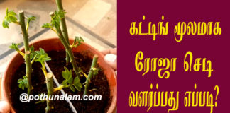 How to grow rose from cuttings in tamil
