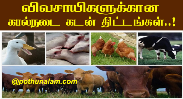 Livestock loans