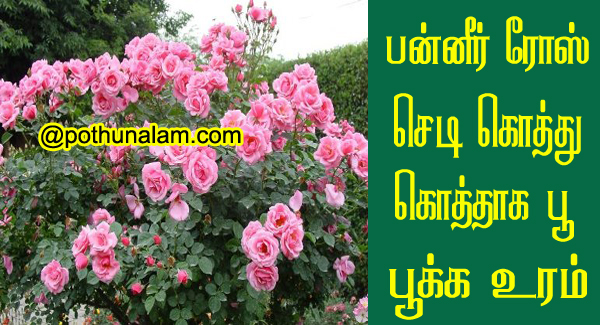 Paneer Rose Plant Growing Tips