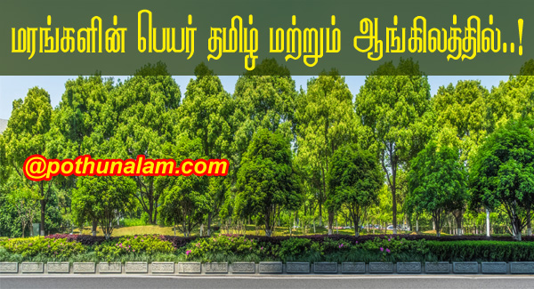 Názov ovocného stromu v tamilčine