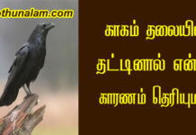 crow hit on head in tamil