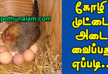 Chicken Egg Hatching Days
