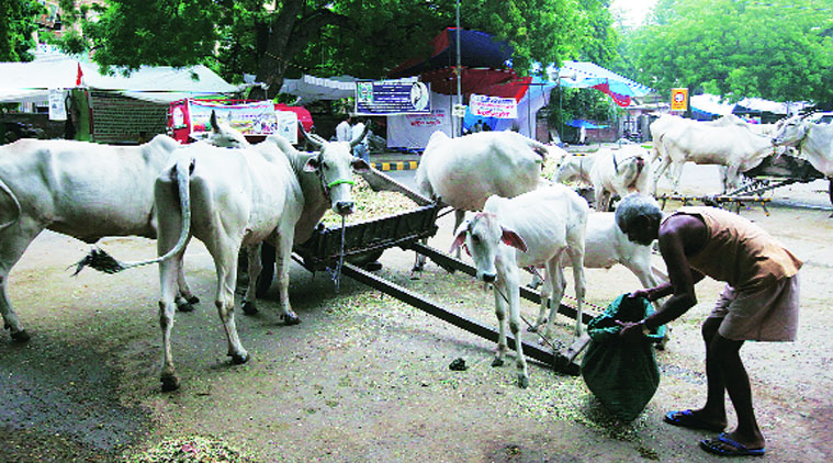 livestock insurance scheme