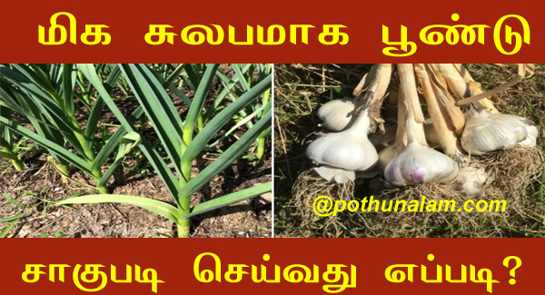 Garlic cultivation in tamil