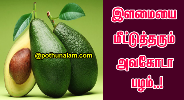 Tamil avocado in Avocado Paratha
