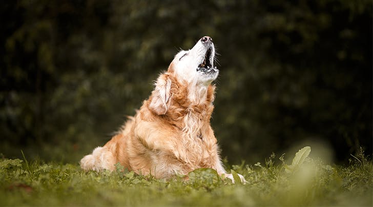 dog howling reason in tamil