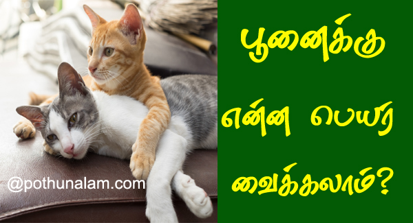Cat Name in Tamil