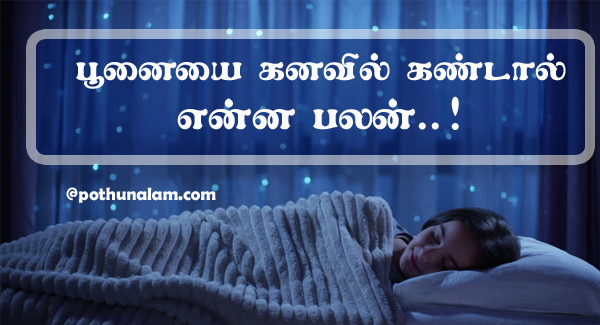 Cat Dream Meaning in Tamil