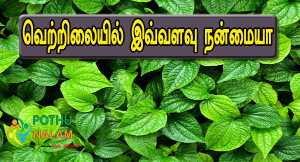 Betel Leaf Benefits in Tamil