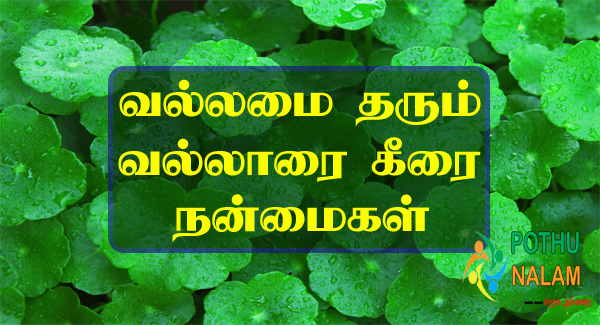 வல்லாரை கீரை நன்மைகள் | Vallarai Keerai Benefits in Tamil