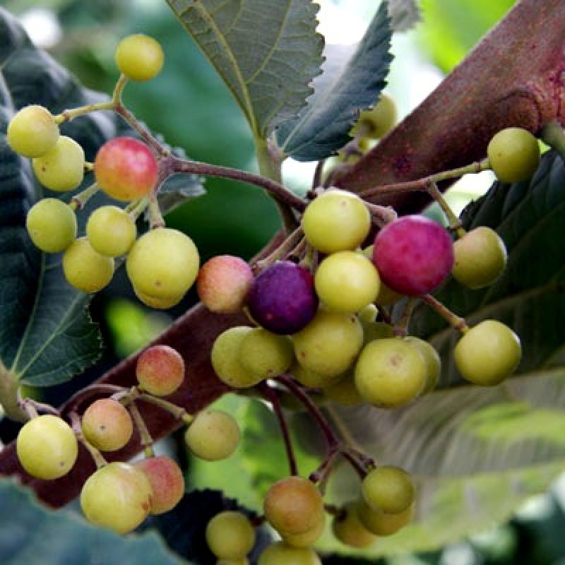  rare fruits in india