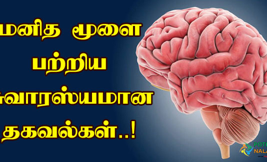 Brain Information in Tamil