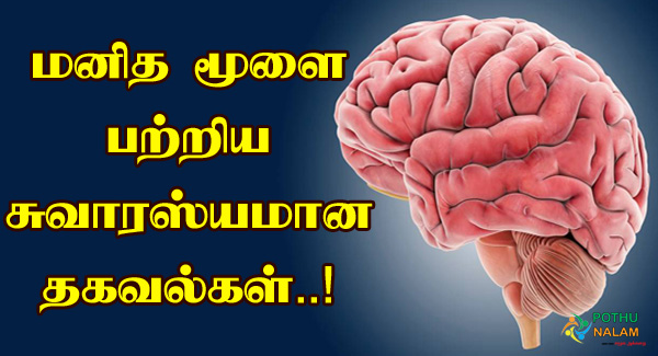 Brain Information in Tamil