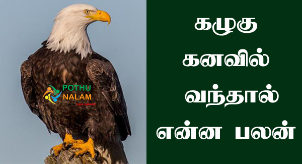 Eagle in Dream Meaning in Tamil