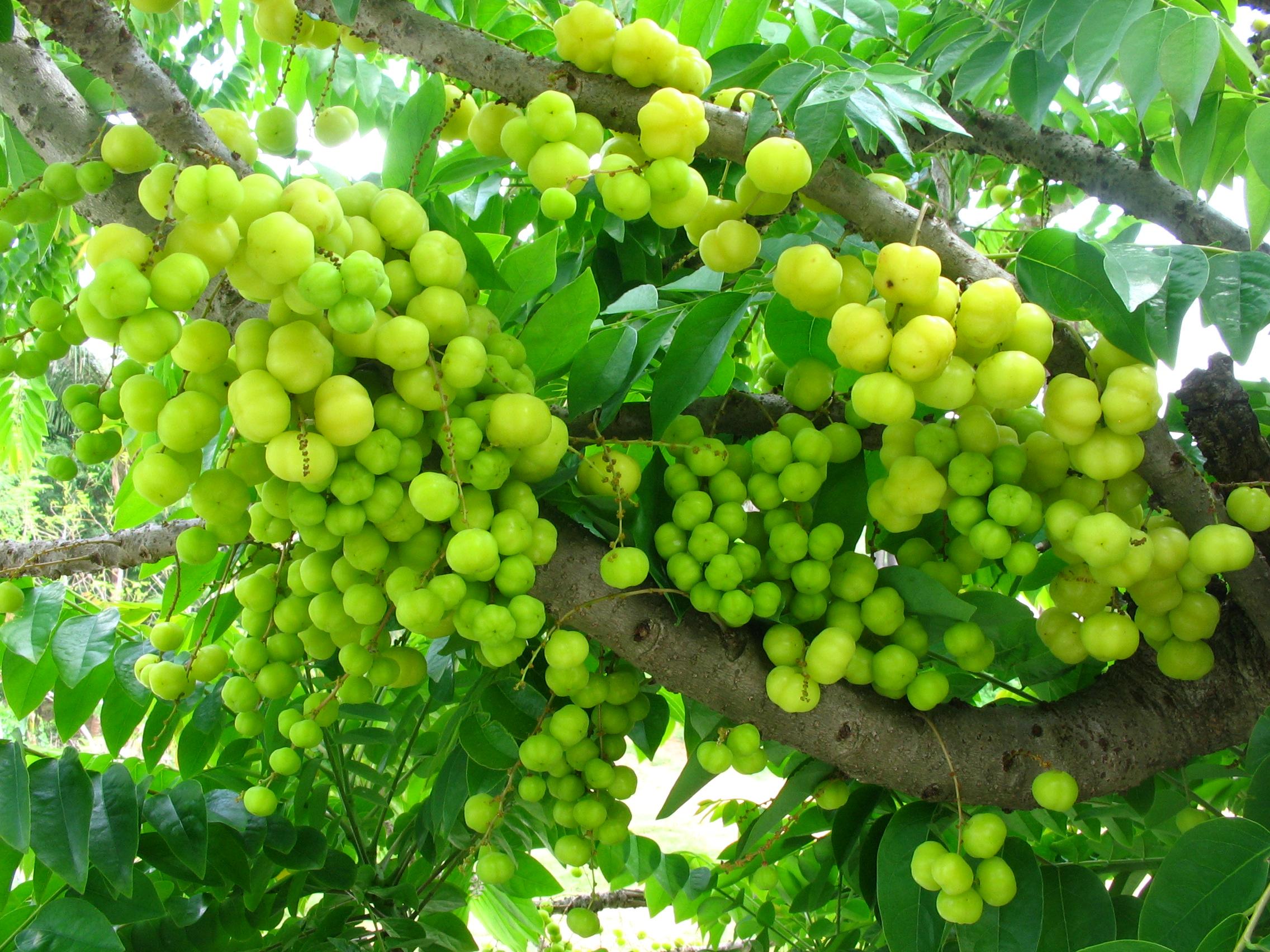 fruits name in english and tamil