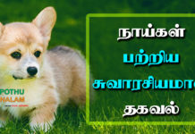 About Dog in Tamil