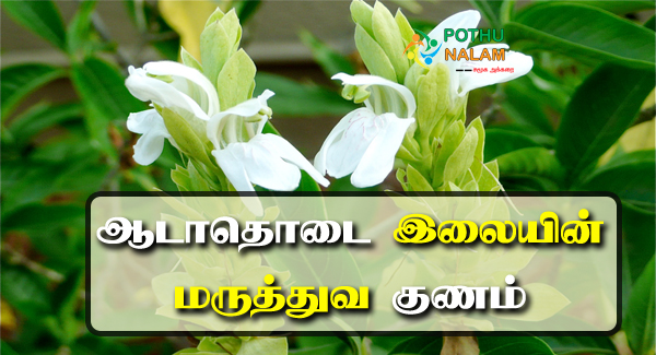 adhatoda leaf uses in tamil