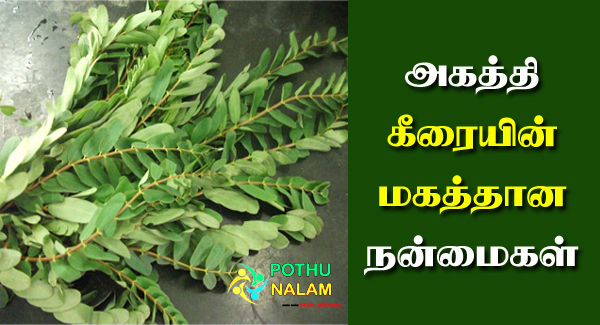 Agathi Keerai Benefits in Tamil