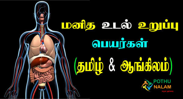 Human Body Parts in Tamil