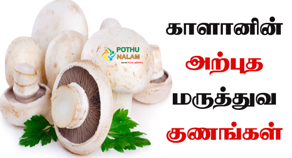 Mushroom Benefits in Tamil