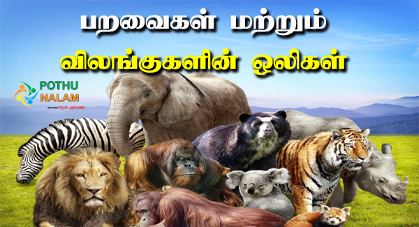 பறவைகள் மற்றும் விலங்குகளின் ஒலிகள் | Sounds Of Animals And Birds in Tamil  Language