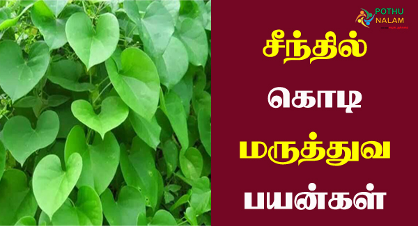 Seenthil Kodi Uses in Tamil