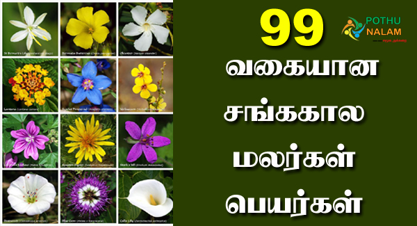 99 Flowers Name in Tamil