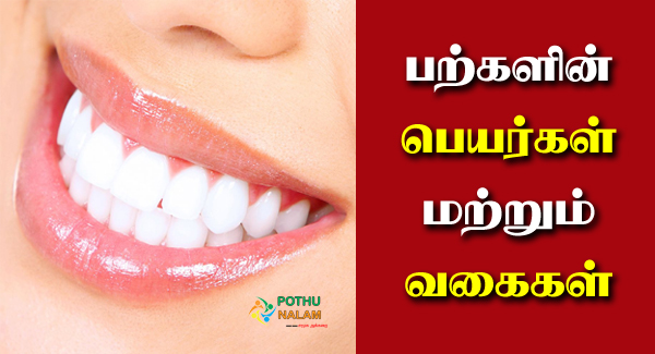 Types Of Teeth in Tamil