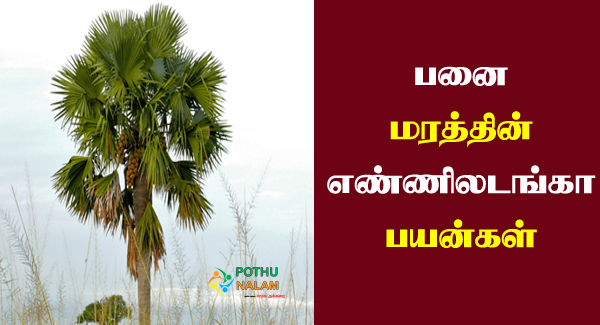 Palm Tree Benefits in Tamil