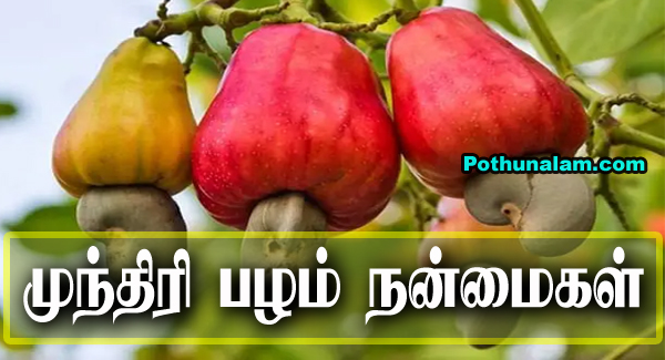 Cashew Fruit Benefits in Tamil