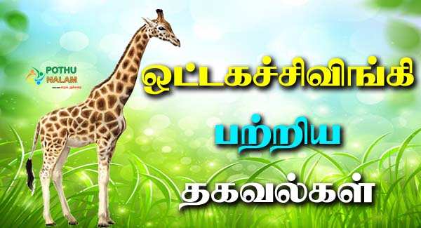 Facts About Giraffe in Tamil