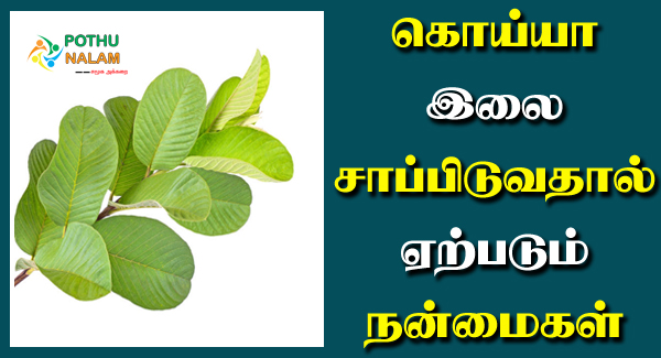 கொய்யா இலை சாப்பிடுவதால் ஏற்படும் நன்மைகள் | Guava Leaves Benefits in Tamil