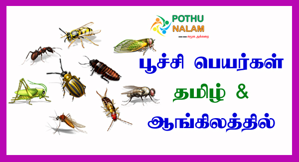 Insects Names in Tamil and English