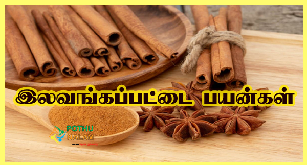 Pattai Lavangam Benefits in Tamil
