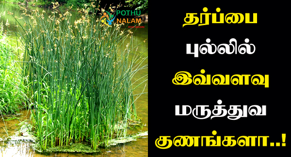 Tharpai Pul Benefits in Tamil