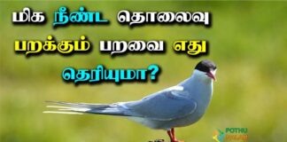 Which Bird Can Fly Long Distance in Tamil