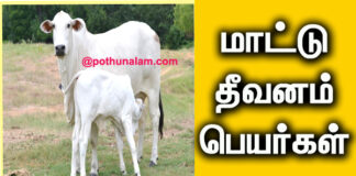 Maattu Thivanam Name in Tamil