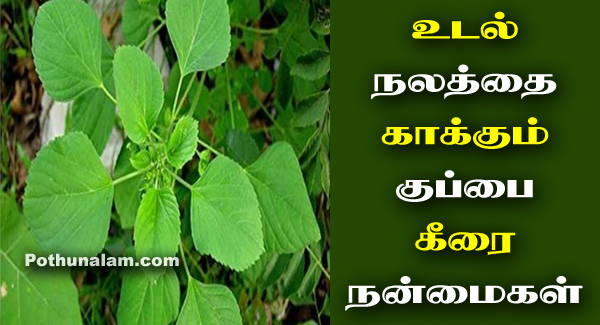 Kuppai Keerai Benefits in Tamil