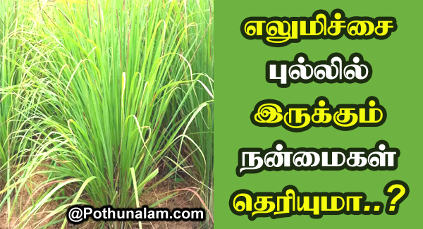 Lemongrass Benefits in Tamil
