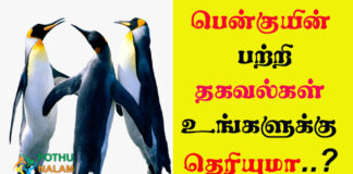 Penguin in Tamil