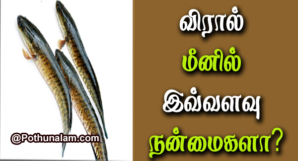 Viral Meen Benefits in Tamil